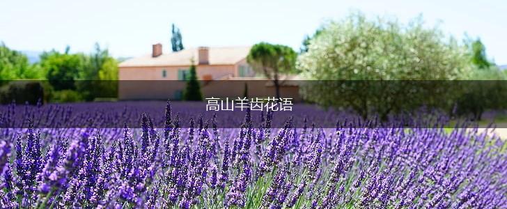 高山羊齿花语,第1张