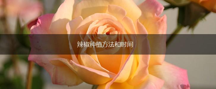 辣椒种植方法和时间,第1张