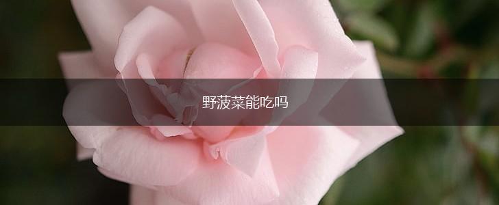 野菠菜能吃吗,第1张