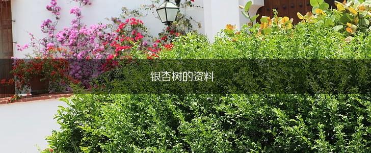银杏树的资料,第1张