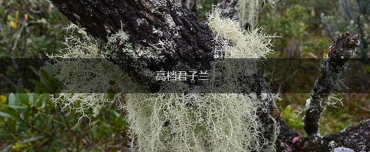 高档君子兰,第1张