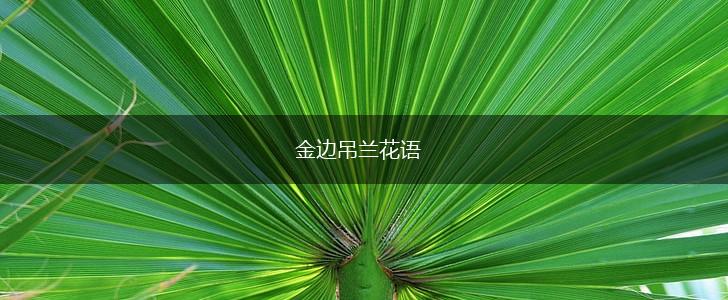 金边吊兰花语,第1张