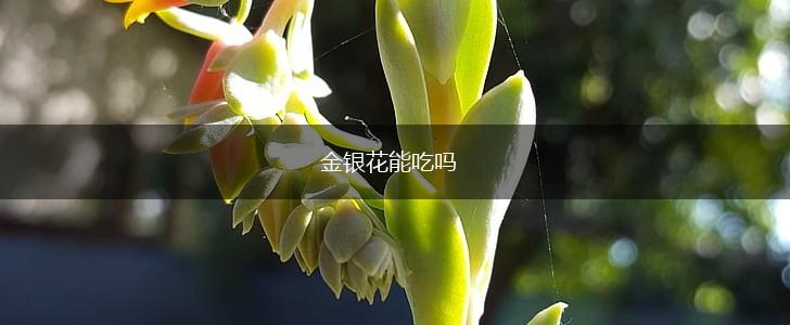 金银花能吃吗,第1张