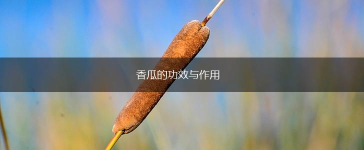 香瓜的功效与作用,第1张