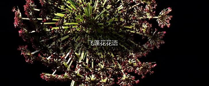 飞蓬花花语,第1张