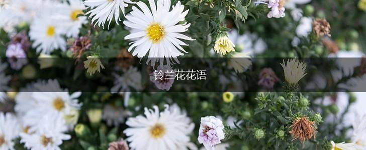 铃兰花花语,第1张