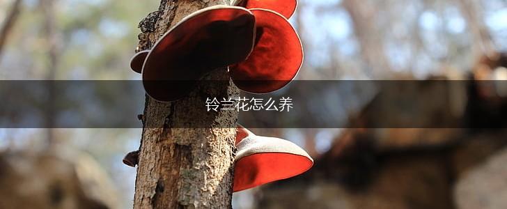 铃兰花怎么养,第1张