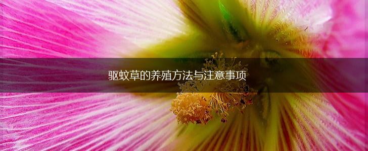 驱蚊草的养殖方法与注意事项,第1张