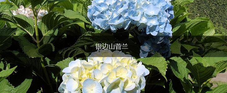 银边山菅兰,第1张
