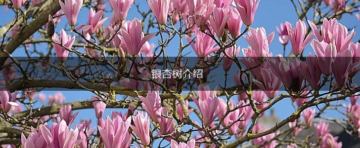 银杏树介绍,第1张