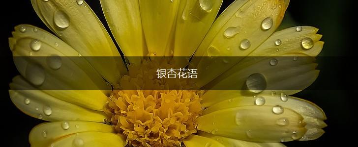 银杏花语,第1张