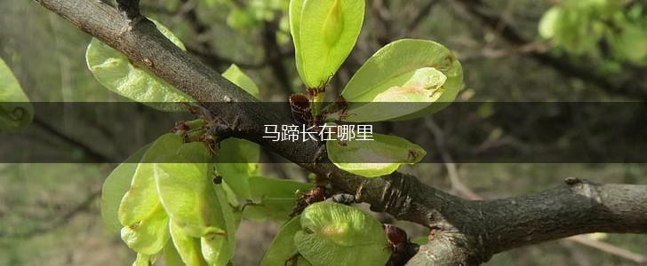 马蹄长在哪里,第1张
