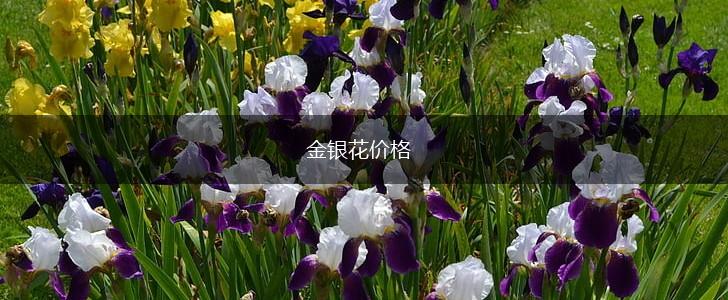 金银花价格,第1张