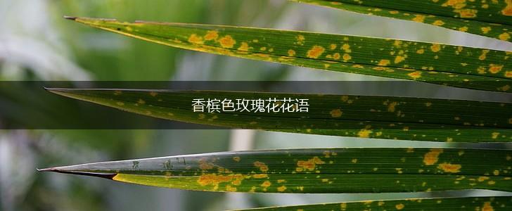 香槟色玫瑰花花语,第1张