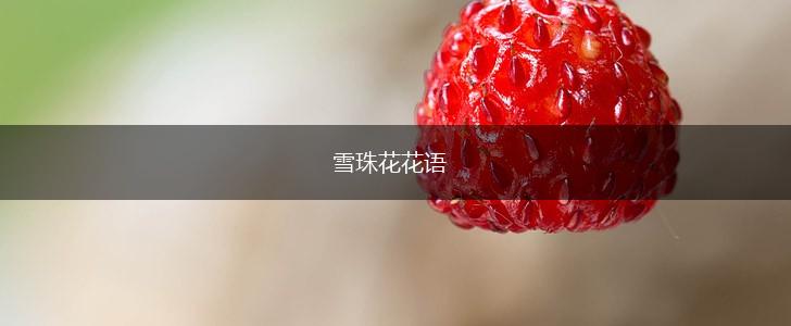 雪珠花花语,第1张