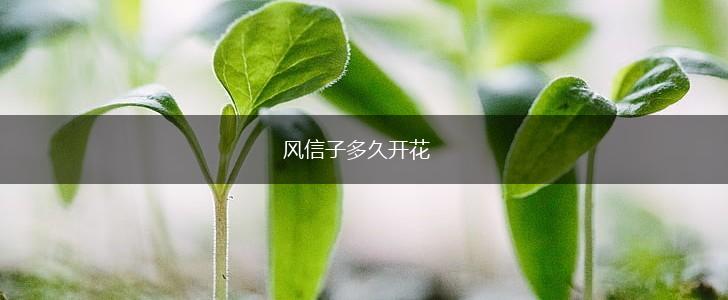 风信子多久开花,第1张