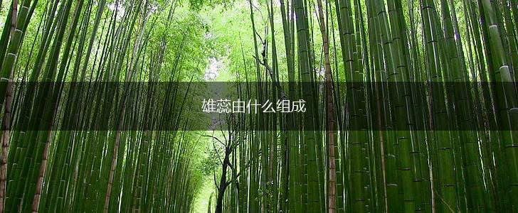 雄蕊由什么组成,第1张