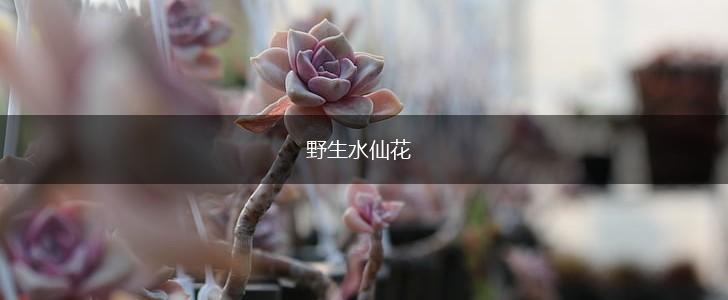 野生水仙花,第1张