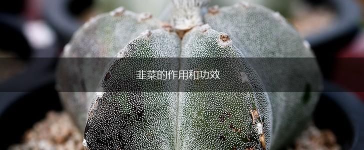 韭菜的作用和功效,第1张