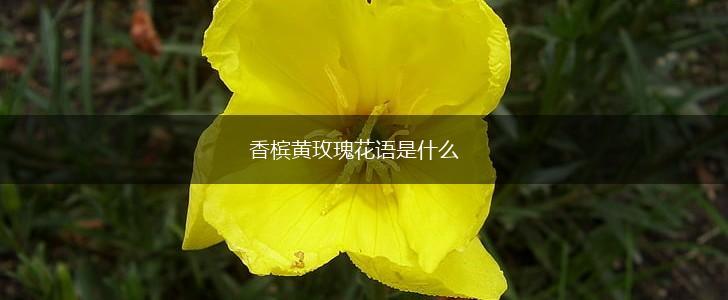 香槟黄玫瑰花语是什么,第1张