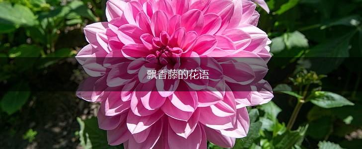 飘香藤的花语,第1张