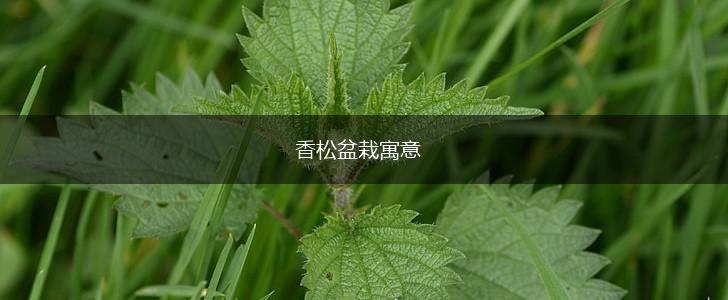 香松盆栽寓意,第1张