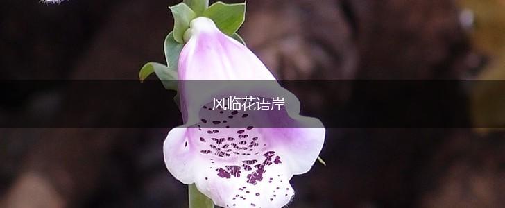 风临花语岸,第1张