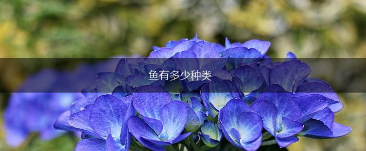鱼有多少种类,第1张