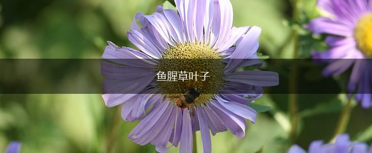 鱼腥草叶子,第1张