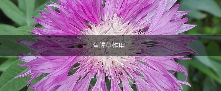 鱼腥草作用,第1张