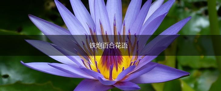 铁炮百合花语,第1张