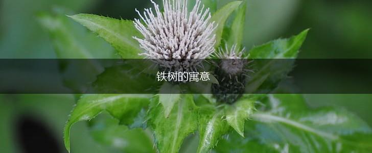 铁树的寓意,第1张