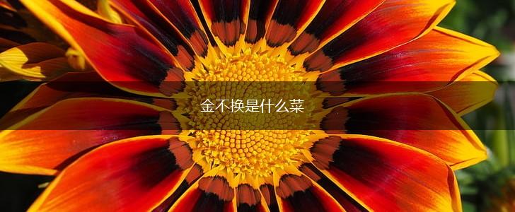 金不换是什么菜,第1张