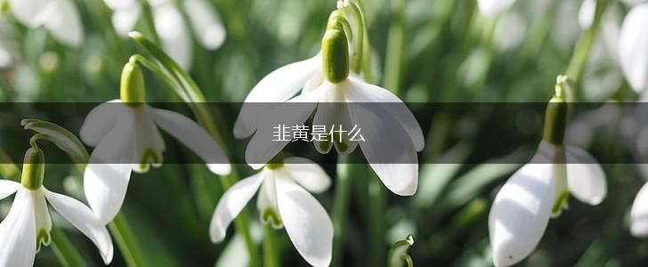 韭黄是什么,第1张