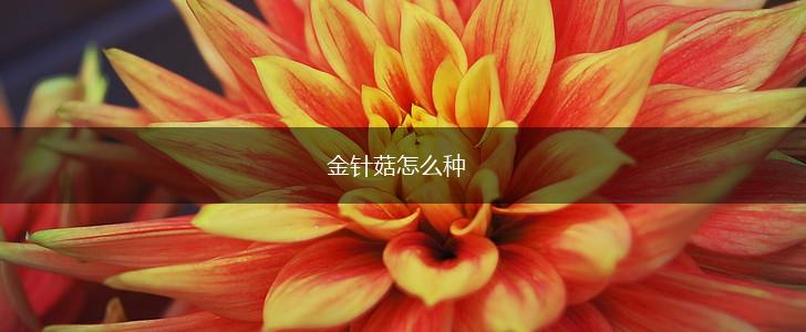 金针菇怎么种,第1张