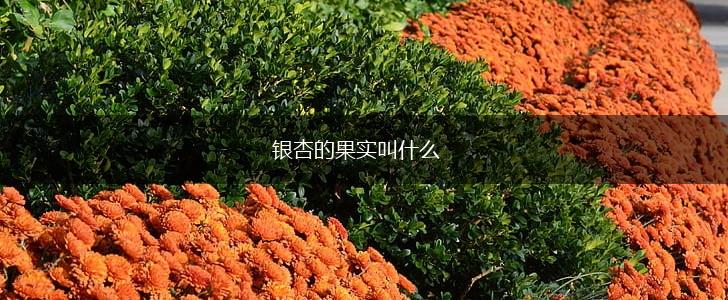 银杏的果实叫什么,第1张