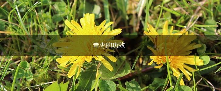 青枣的功效,第1张