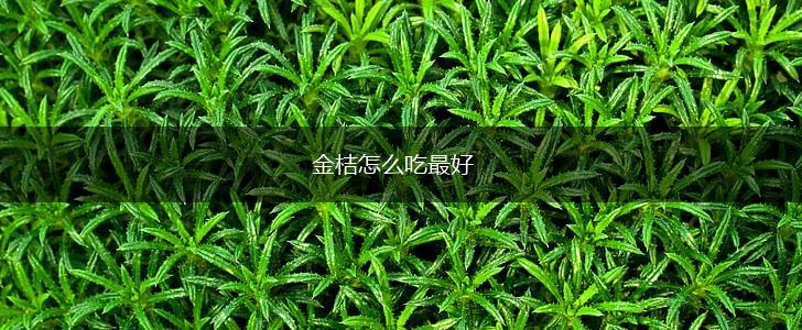 金桔怎么吃最好,第1张