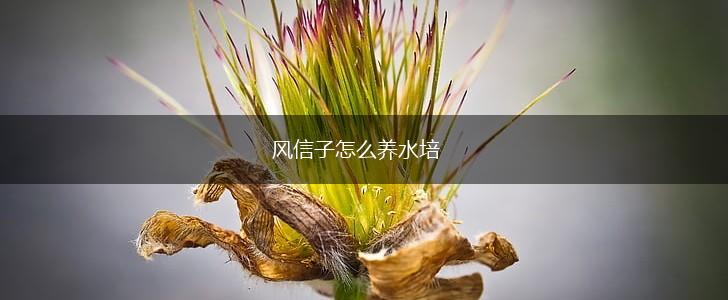 风信子怎么养水培,第1张