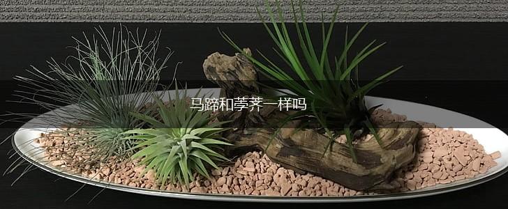 马蹄和荸荠一样吗,第1张