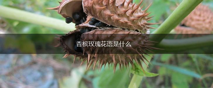 香槟玫瑰花语是什么,第1张