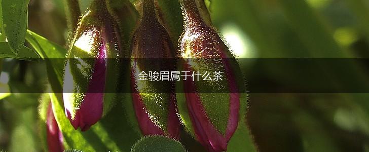 金骏眉属于什么茶,第1张