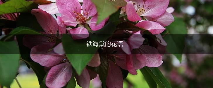 铁海棠的花语,第1张