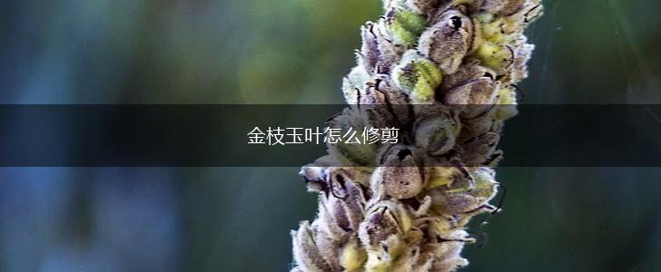 金枝玉叶怎么修剪,第1张