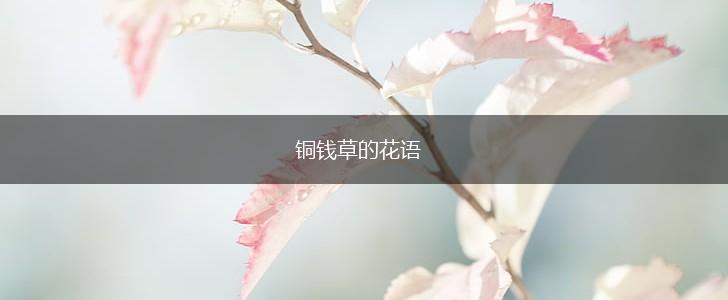 铜钱草的花语,第1张