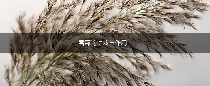雪菊的功效与作用,第1张