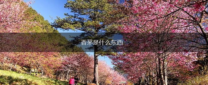 香茅是什么东西,第1张