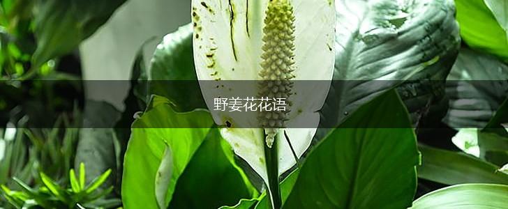 野姜花花语,第1张