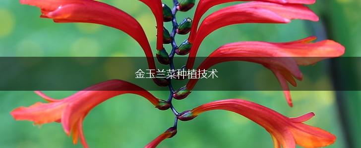 金玉兰菜种植技术,第1张