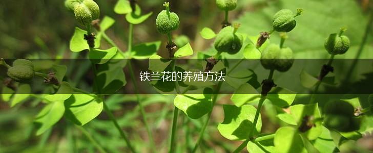 铁兰花的养殖方法,第1张